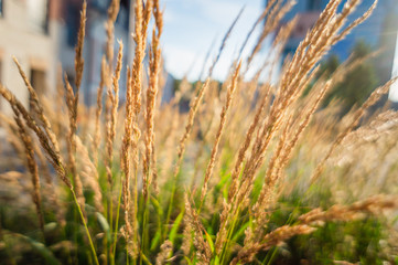 Fototapeta premium grass in the wind