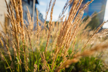Fototapeta premium grass on background of blue sky