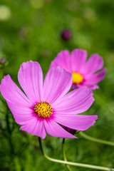 Fototapeta premium コスモス畑 秋イメージ