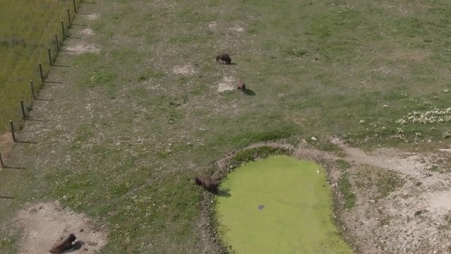 Bison herd feed grass in zoo. Animal. Wild life. Wisent. Buffalo.