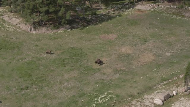 Bison herd feed grass in zoo. Animal. Wild life. Wisent. Buffalo.