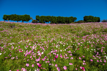 コスモス畑　秋イメージ