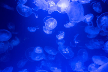 aquarium of jellyfish, fish, seaweed