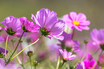 コスモス畑　秋イメージ