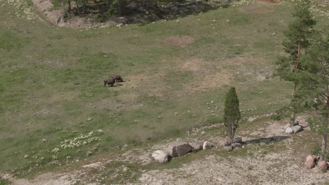 Bison herd feed grass in zoo. Animal. Wild life. Wisent. Buffalo.