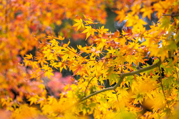 紅葉　秋イメージ