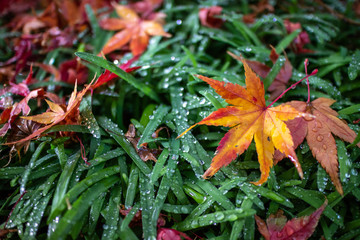 紅葉　秋イメージ