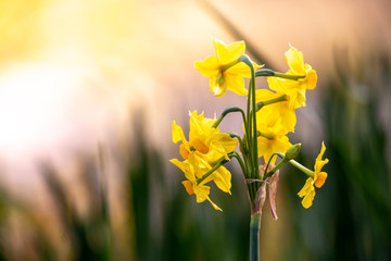 水仙の花　初春イメージ