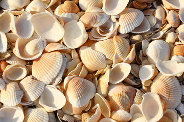 Seashells halves leaf of shells in bulk on the beach. Full depth of field.