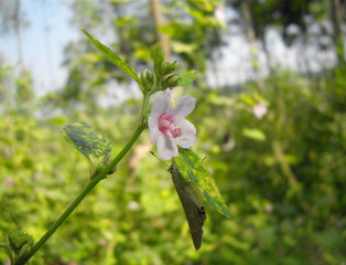 SAMSUNG DIGITAL CAMERA