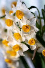 水仙の花　初春イメージ