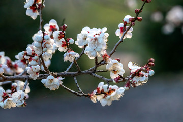 梅の花　初春イメージ