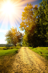 sunny summer morning on a forest dirt road