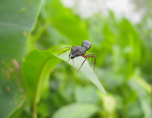 SAMSUNG DIGITAL CAMERA