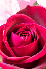 フラワーバスケット