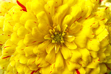 Yellow chrysanthemum flower close up as background and texture