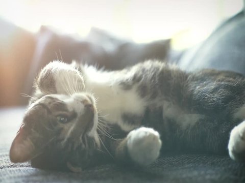 Katze kuschelt auf einem Sofa
