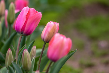チューリップの花　春イメージ