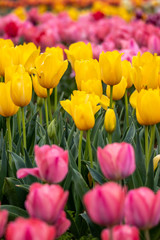 Obraz premium チューリップの花 春イメージ