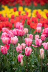 チューリップの花　春イメージ