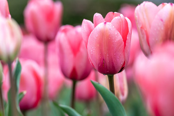 チューリップの花　春イメージ