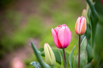 チューリップの花　春イメージ