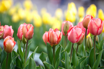 チューリップの花　春イメージ