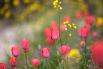 チューリップの花　春イメージ