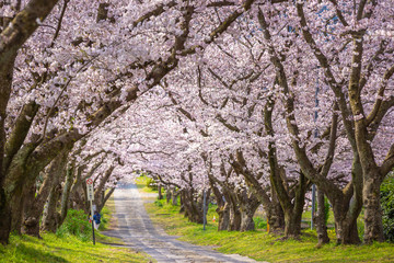 桜のアーチ　春イメージ