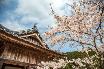 桜の花　春イメージ