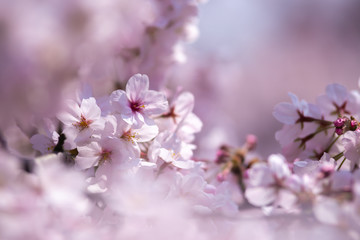 桜の花　春イメージ