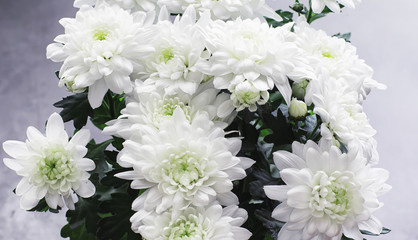 Background of white chrysanthemum flowers. Buds of white flowers.