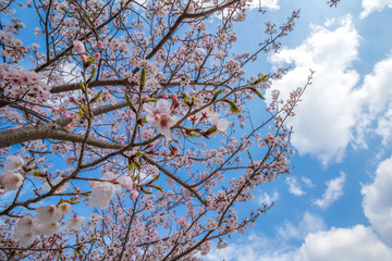 桜の花　春イメージ