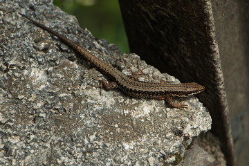 Small lizard in Oetschergraben near to the Oetscher in Austria, Europe