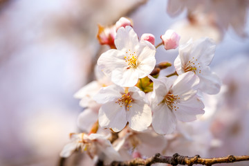 桜の花　春イメージ