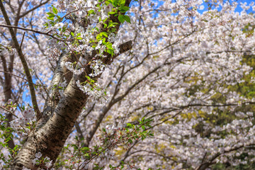 桜の花　春イメージ