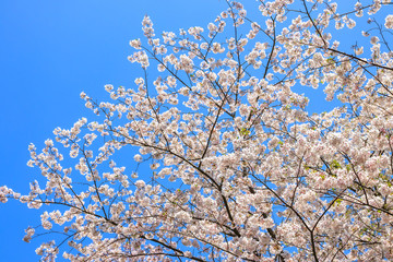桜の花　春イメージ