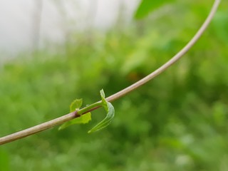 barbed wire on green background of grass