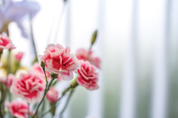 カーネーションの花