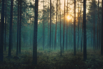 Mystical forest at dawn, blue mist stands between the trunks of the pines