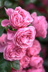 Fototapeta premium バラの花