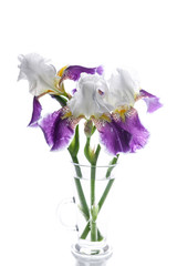 Bouquet of three irises in a glass vase on a white background. Isolated object. Vertical shot