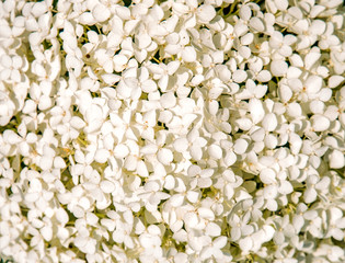 beautiful white textural background of white flowers