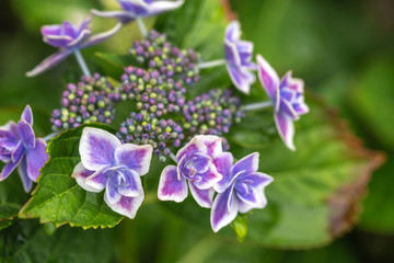 あじさいの花