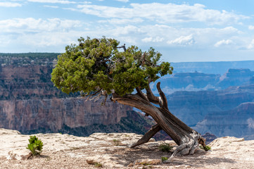 Fototapeta premium A Lonely Pine tree at the south rim of the Grand Canyon.