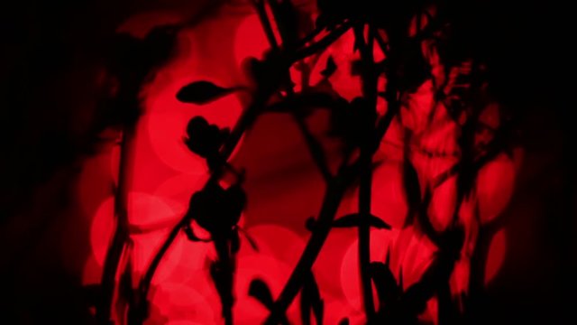 Close-Up Of Rotating Ruta Graveolens, Common Rue Illuminated By Red Light.