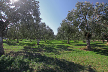 Olive trees