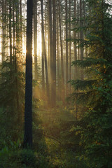 Fototapeta premium Promienie słoneczne przenikają przez sosny i drzewa, barwiąc las ciepłą barwą, piękny wschód słońca w zielonym lesie