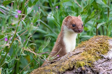 weasel