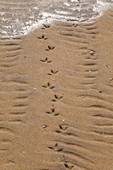 Huellas de gaviota cana en bancos de arena de Luskentyre. Common gull tracks on Luskentyre Banks....